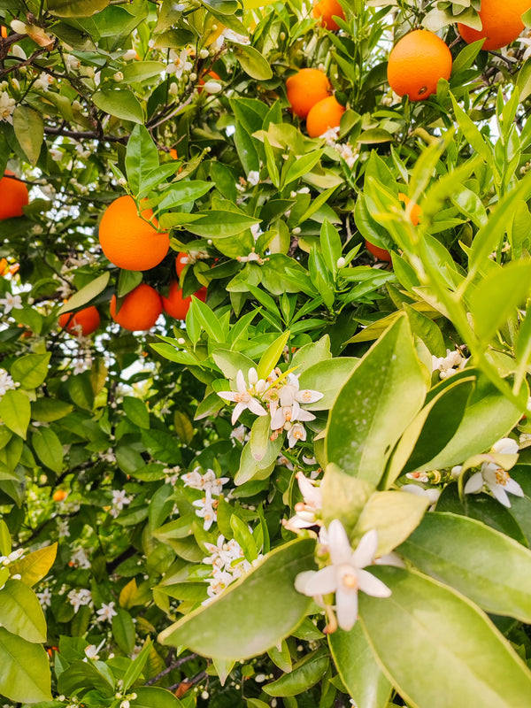Orange Blossom