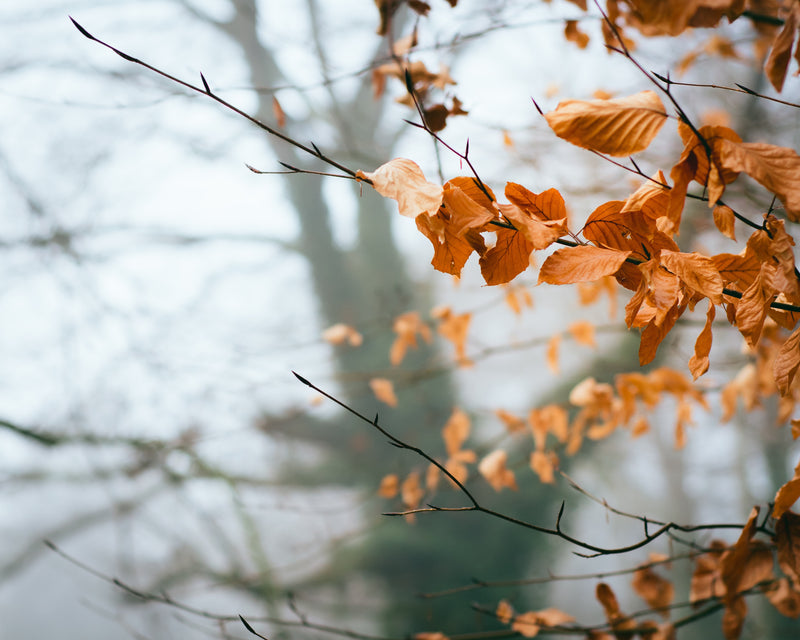Leaves & Honey