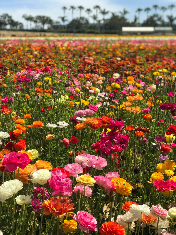 Molly's Flower Garden