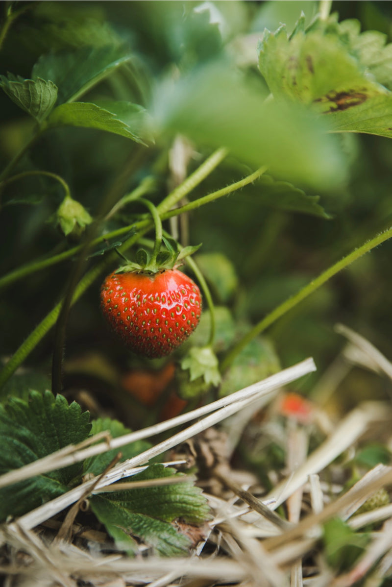 Strawberry Vines