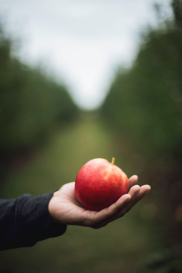 Macintosh Apple