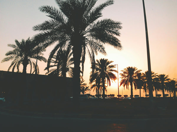Sunlit Oasis - Compare to Sol de Janeiro 87