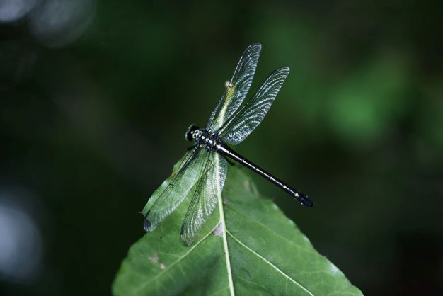 Dragonfly