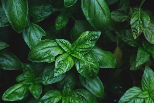 Cool Citrus Basil (B.B.W. Type)
