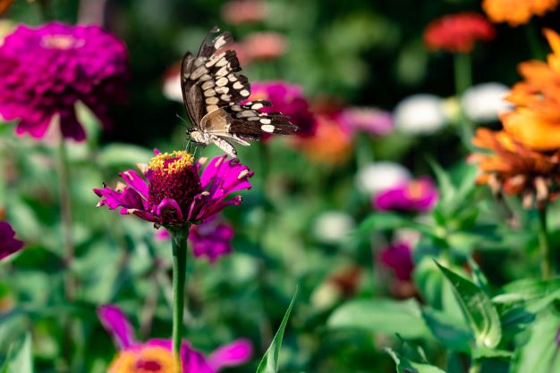 Global Garden
