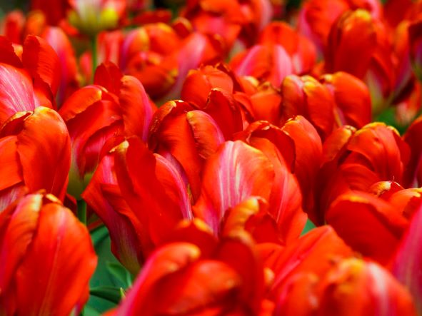 Red Tulips & Evergreen