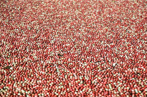 Spiced Cranberry Preserves
