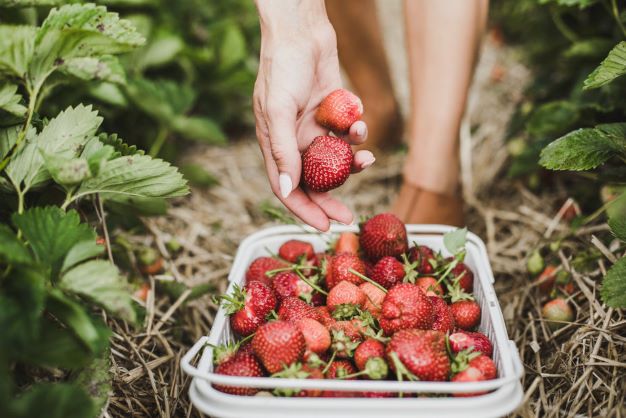 Strawberry Patchouli