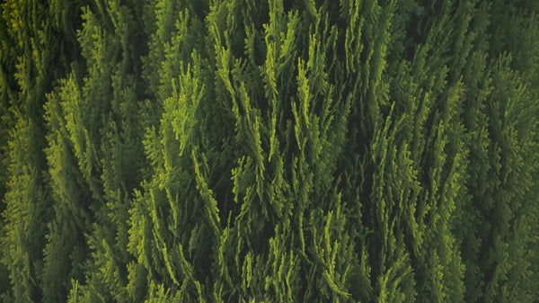 Cedar & Saffron