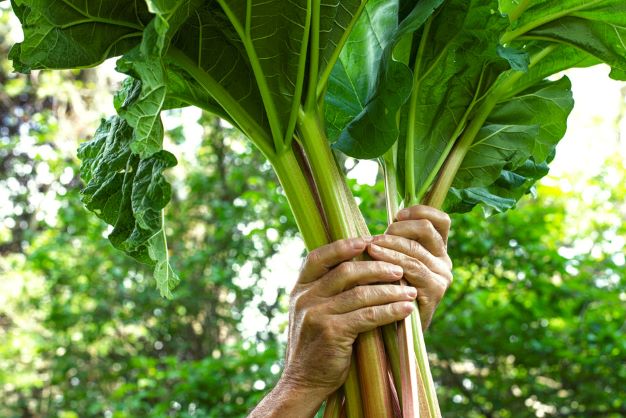 Sweet Pea Rhubarb