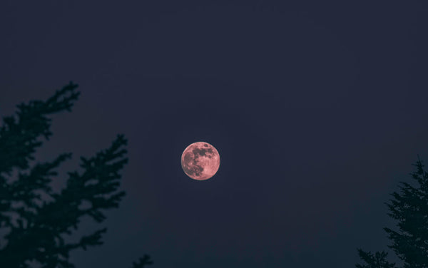 Moonlight Path