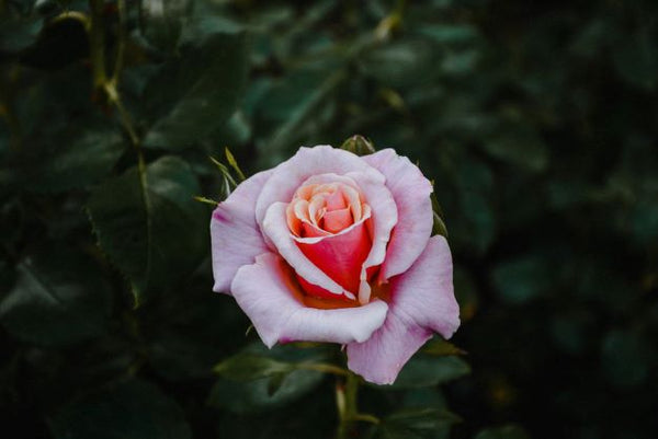 First Blush
