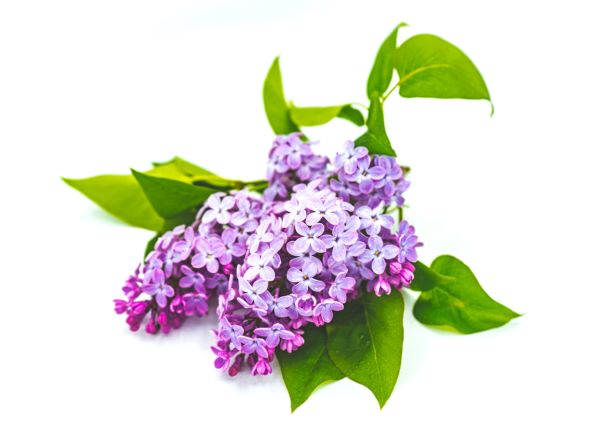 Lilac