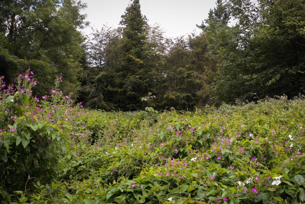 Spring Meadow (Type)